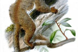 Schlorowe galagowe lub nocne małpy Schlorowe galagowe lub nocne małpy